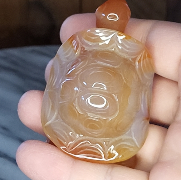 Xarnelian Land Tortoise - Picture 13 of 16